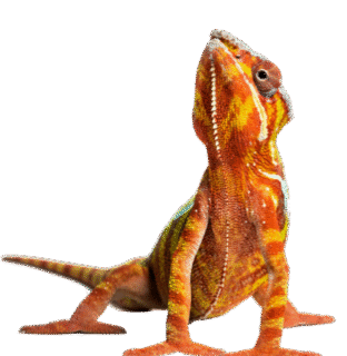 Reptil