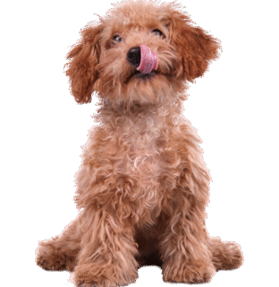 Hund