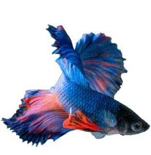 Fisk