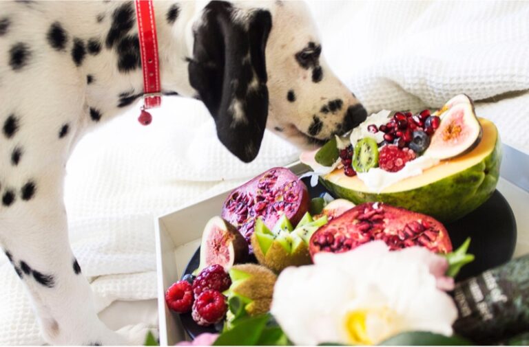 Hund luktar på frukt